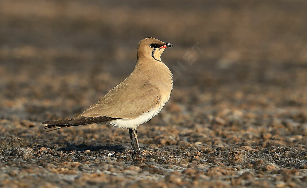 Collared Pratincole