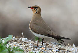 Collared Pratincole