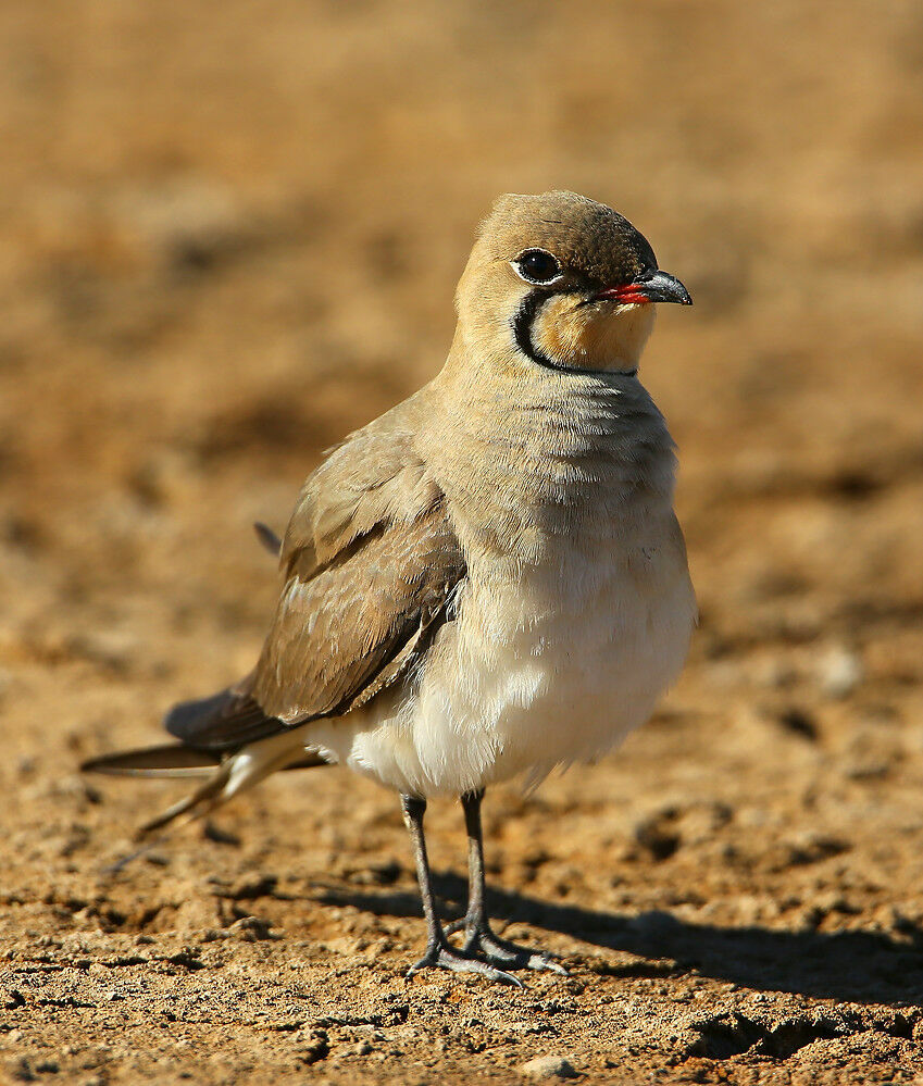 Collared Pratincoleadult breeding, identification