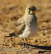 Collared Pratincole