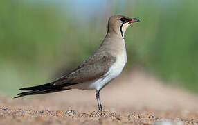 Collared Pratincole