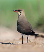 Collared Pratincole