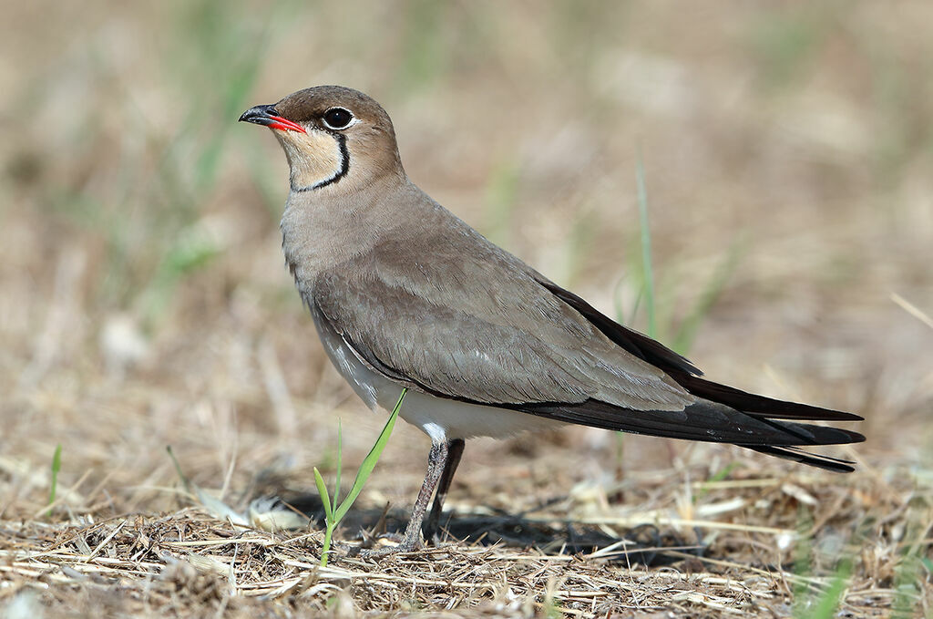 Glaréole à collier, identification