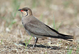 Collared Pratincole