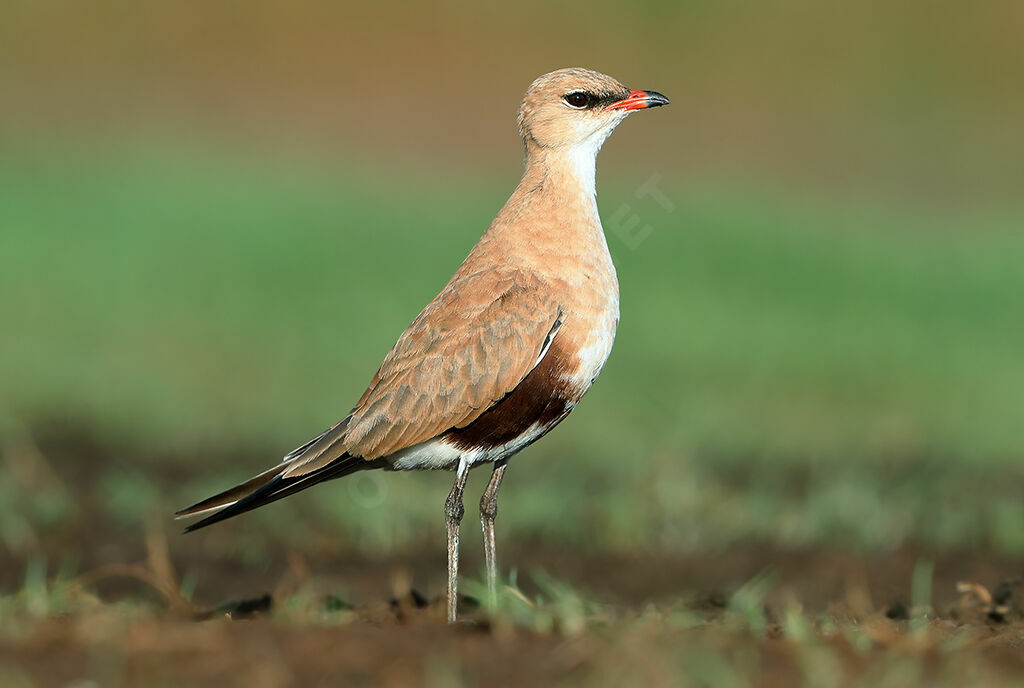 Australian Pratincole, identification