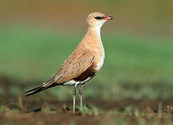 Australian Pratincole