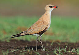 Australian Pratincole