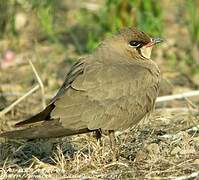 Oriental Pratincole