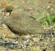 Oriental Pratincole