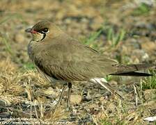 Oriental Pratincole