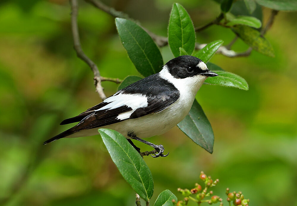 Collared Flycatcher