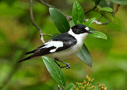 Collared Flycatcher