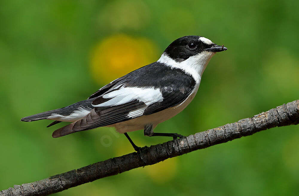 Collared Flycatcher