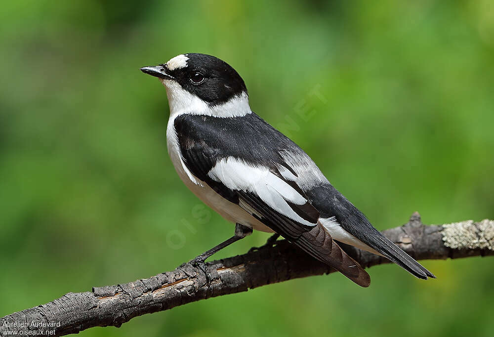 Collared Flycatcher male adult breeding, identification