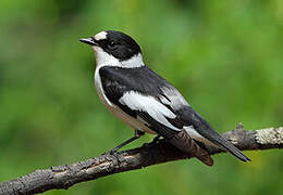 Collared Flycatcher