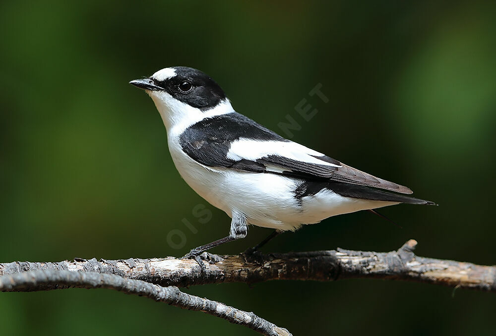 Gobemouche à collier mâle immature, identification