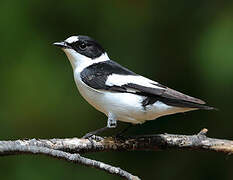 Collared Flycatcher