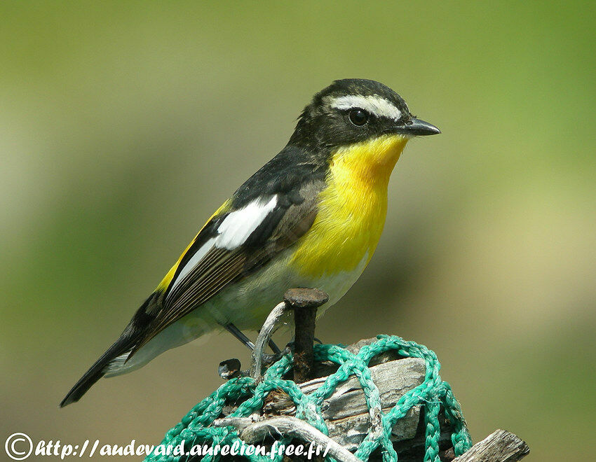 Gobemouche à croupion jaune