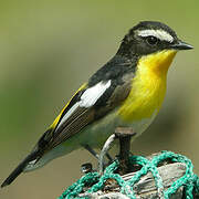 Yellow-rumped Flycatcher