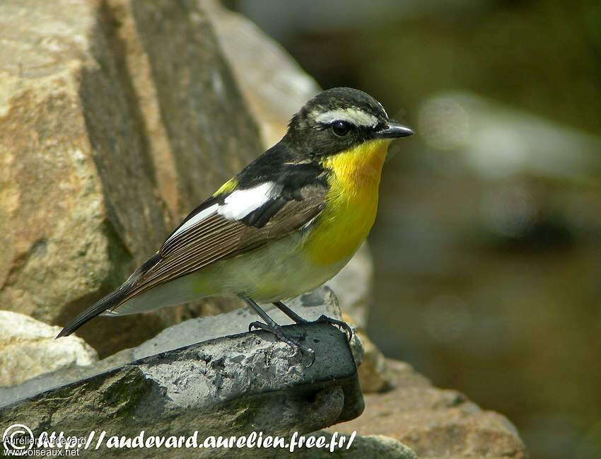 Yellow-rumped Flycatcher, identification