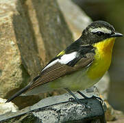 Yellow-rumped Flycatcher