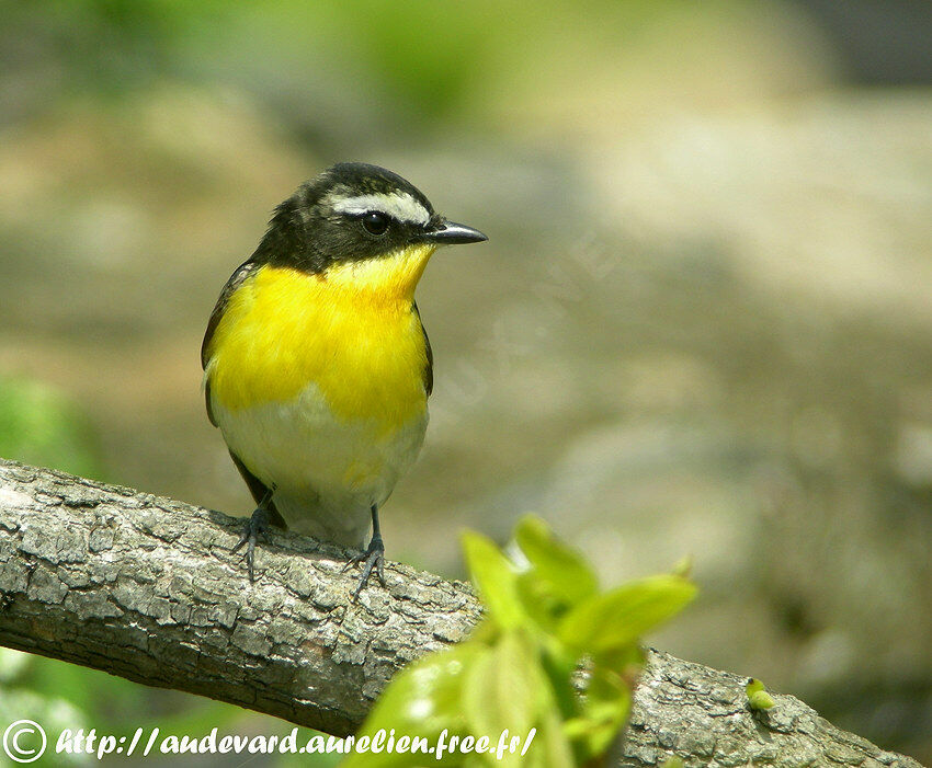 Gobemouche à croupion jaune mâle 2ème année