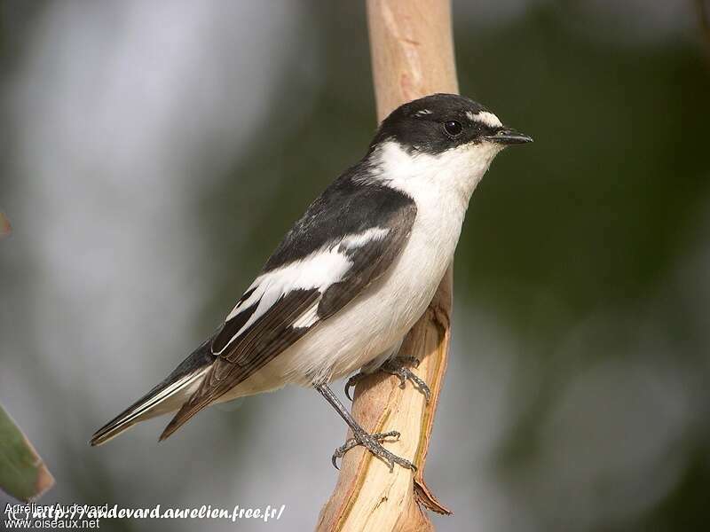 Semicollared Flycatcher male adult breeding, identification