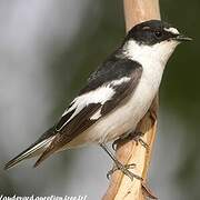 Semicollared Flycatcher