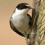 Semicollared Flycatcher