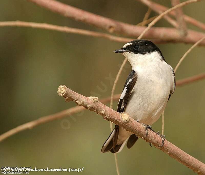 Semicollared Flycatcher male adult breeding, close-up portrait, pigmentation