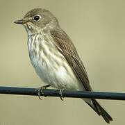 Grey-streaked Flycatcher