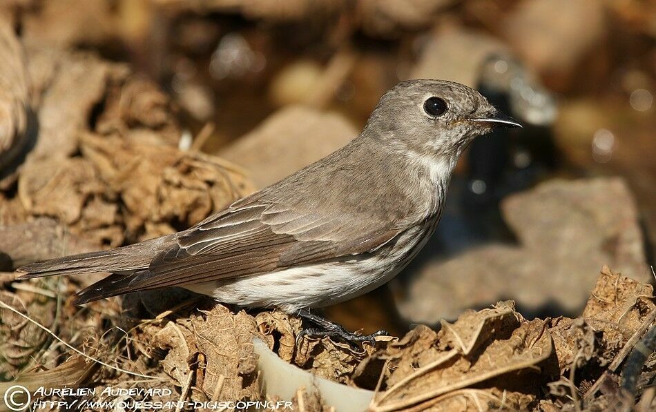 Grey-streaked Flycatcher, identification