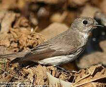 Grey-streaked Flycatcher