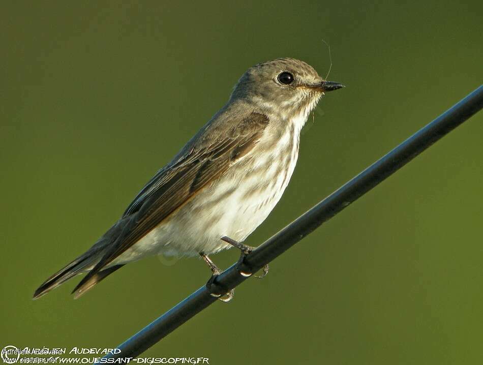 Grey-streaked Flycatcher, identification