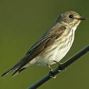 Grey-streaked Flycatcher