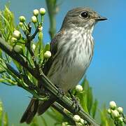 Grey-streaked Flycatcher