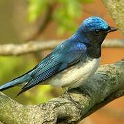 Blue-and-white Flycatcher