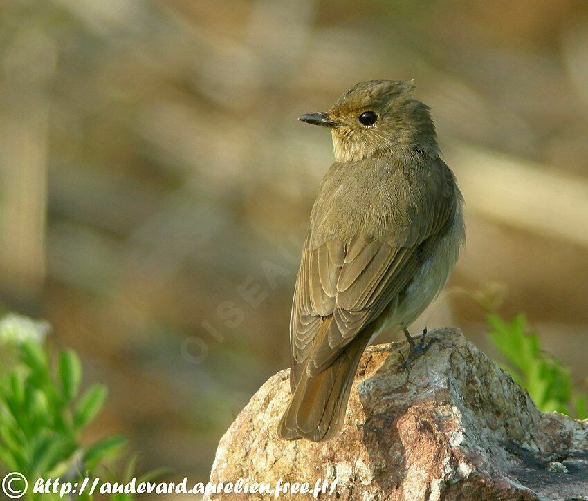 Blue-and-white Flycatcher