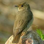 Blue-and-white Flycatcher