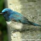 Gobemouche bleu