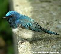 Blue-and-white Flycatcher