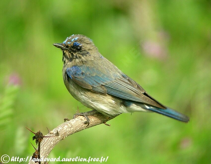 Blue-and-white Flycatcher male Second year