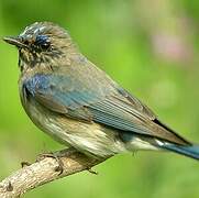 Blue-and-white Flycatcher