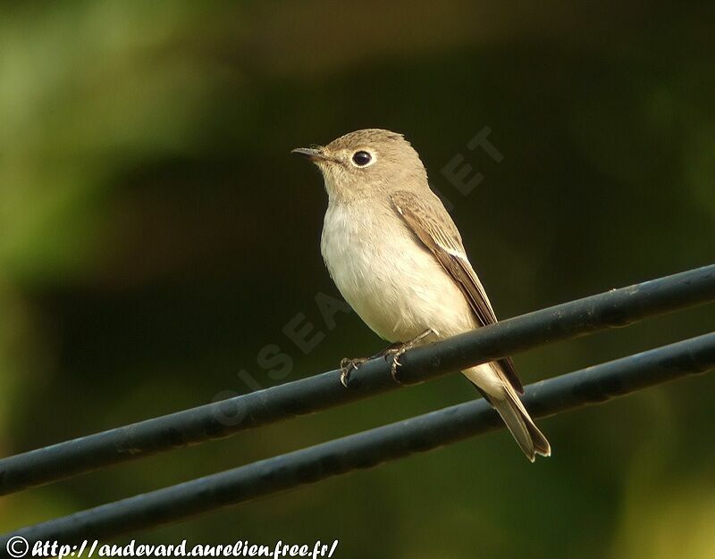 Asian Brown Flycatcher