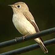 Asian Brown Flycatcher