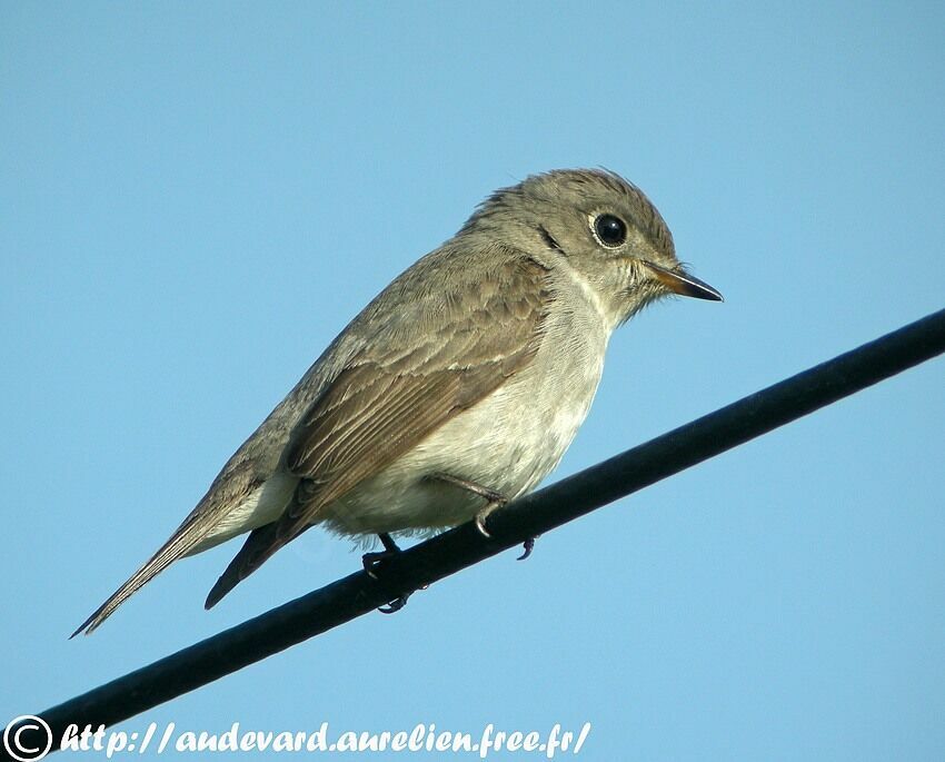 Asian Brown Flycatcher