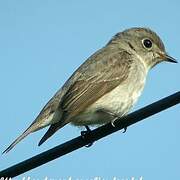 Asian Brown Flycatcher