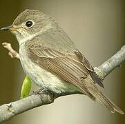 Asian Brown Flycatcher