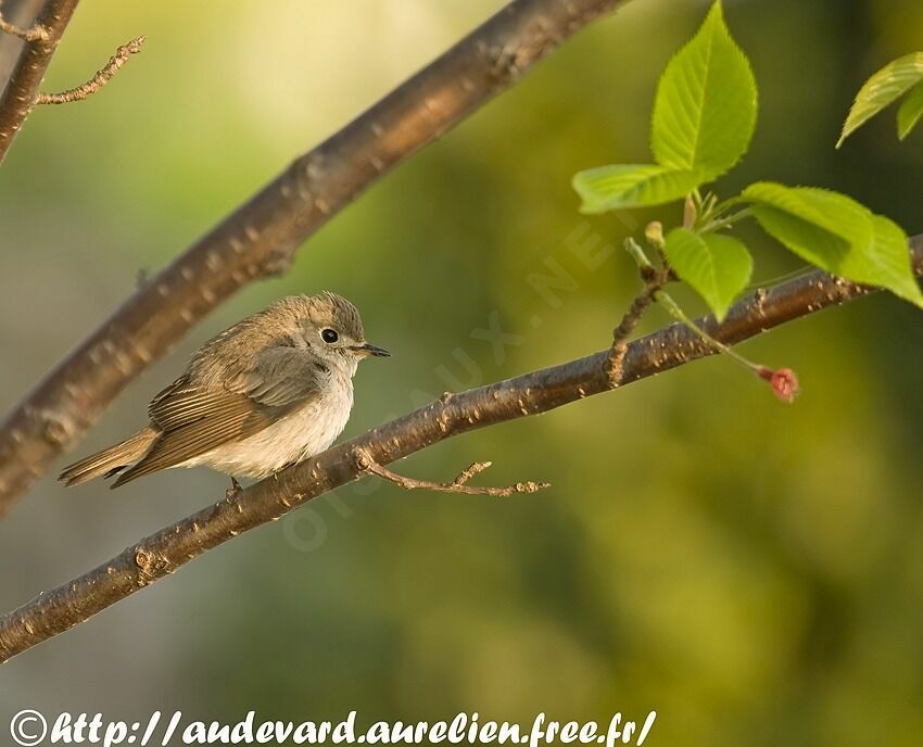 Asian Brown Flycatcheradult breeding