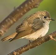 Asian Brown Flycatcher